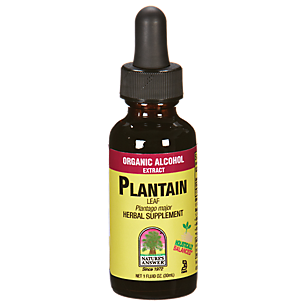 Plantain Leaf